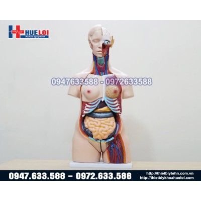 Mô hình giải phẫu nội tạng nữ giới